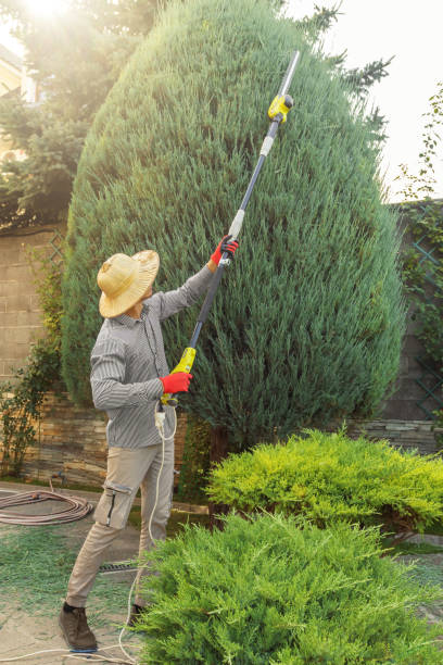 Reliable Babson Park, FL Tree Removal and Landscaping Services Solutions